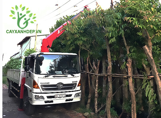 Cty TNHH Cây Xanh Đẹp